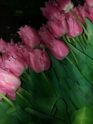 Тюльпан Бахромчатый Сантандер (Santander) - купить луковицы цветов с  доставкой по Украине в магазине Добродар