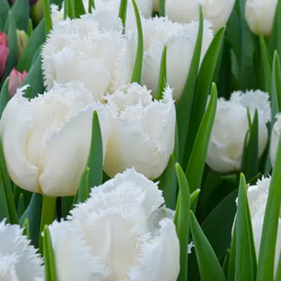 Тюльпан Кембридж (Tulip Cambridge) 500 шт размер 12+