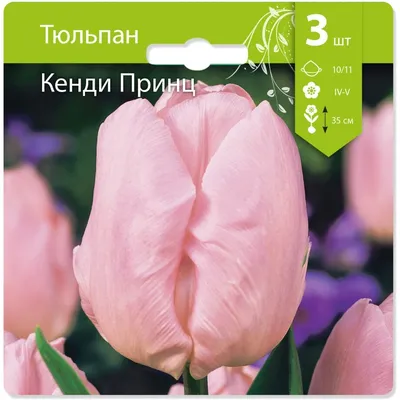 Тюльпан Candy Prince (Кенди Принц) простой ранний 3 луковицы  (ID#1026030176), цена: 27.80 ₴, купить на Prom.ua