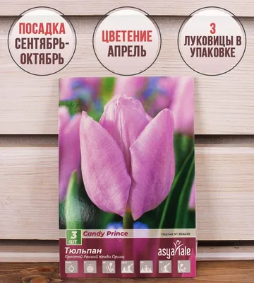 21 Тюльпан \"Кенди Принц\" (Сиреневый Гладкий) и скидки в интернет магазине  цветов Роз Новоросс