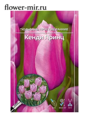 Тюльпан Кэнди Принц (Candy Prince), 2 шт. Голландия (ID#990245371), цена:  23 ₴, купить на Prom.ua