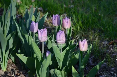 Тюльпан Кэнди Принц (Tulipa Candy Prince) - Тюльпаны Простые - Тюльпаны -  Луковичные - Каталог - Kamelia-gardens.ru