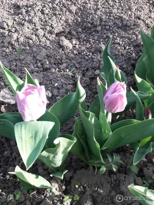 Tulip | Dnipro