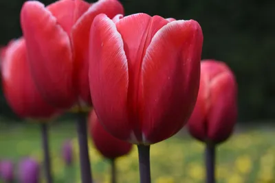 Тюльпан Кунг Фу Tulipa Kung Fu оптом: купить в Москве от производителя -  питомника ЦветКом