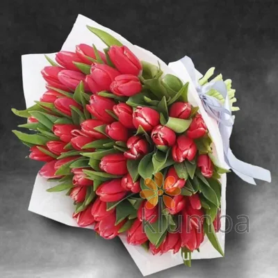 Тюльпан «Кунг фу» - купить в интернет-магазине Орхидея
