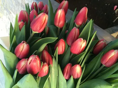 Тюльпаны Кунг-фу это букет из свежих срезанных цветов. KLUMBA - лучший  интернет магазин, доставка цветов в Риге