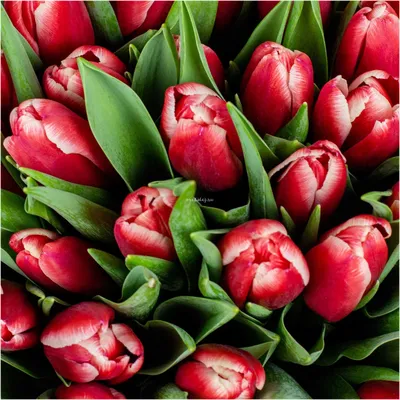 51 Тюльпан «Кунг Фу» - купить в интернет-магазине Орхидея