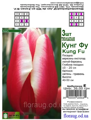 Купить тюльпан сорта Kung-Fu в Москве 89 руб. AGRO1395