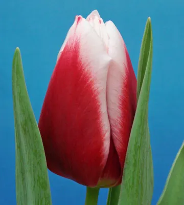 Сорт тюльпана лех валенса (65 фото) »