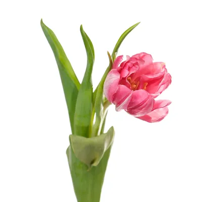 Купить Луковицы тюльпанов La Mancha (шт) - Тюльпаны к 8 марта 2022г -  БотаникШоп Смоленск