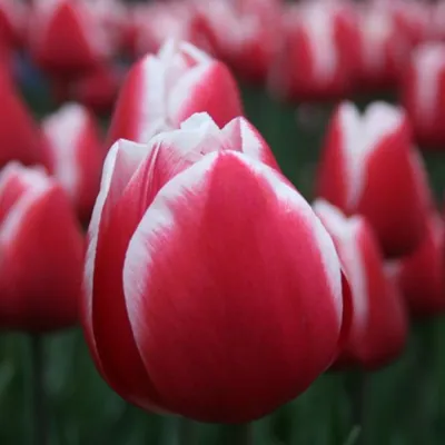 Сибирские тюльпаны к 8 марта | Продукт Года. Сибирь – Покупай Сибирское