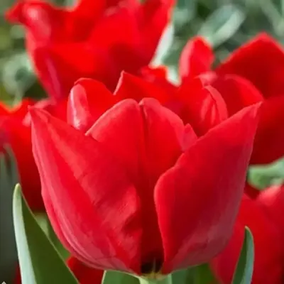 Тюльпан Blue - пакет из 5 штук - Tulipa Blue – Garden Seeds Market |  Бесплатная доставка