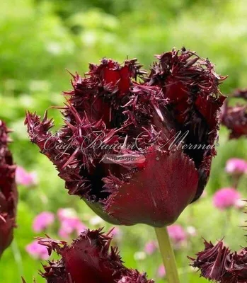 Тюльпан Лабрадор (Tulipa Labrador) - Тюльпаны Бахромчатые - Тюльпаны -  Луковичные - Каталог - Kamelia-gardens.ru