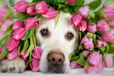 Тюльпан Labrador (Лабрадор)🌷 - купить луковицы и клубни в Украине |  FLORIUM.UA✓