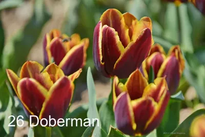 Тюльпан бахромчатая Лабрадор (tulipa labrador) 🌿 обзор: как сажать,  луковицы тюльпаны Лабрадор - YouTube
