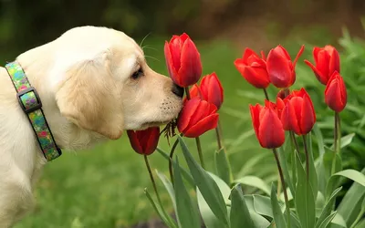 Лабрадор (Labrador) луковицы тюльпана De Ree Holland купить, цена в  интернет - магазине Супермаркет Семян