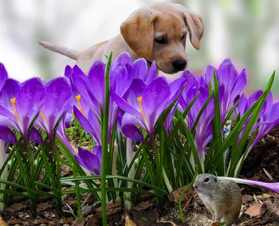 тюльпан щенка Labrador цветка Стоковое Изображение - изображение  насчитывающей сидите, симпатично: 13074457