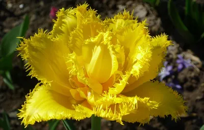 Тюльпан Сиеста (Tulipa Siesta) - Тюльпаны Бахромчатые - Тюльпаны -  Луковичные - Каталог - Kamelia-gardens.ru