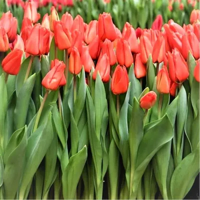 Тюльпан Лалибела Tulipa Lalibela оптом: купить в Москве от производителя -  питомника ЦветКом