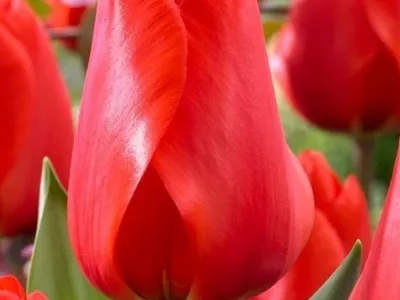 Tulip Lalibela авторское фото BUFL.RU | Тюльпаны, Красивые цветы, Цветы