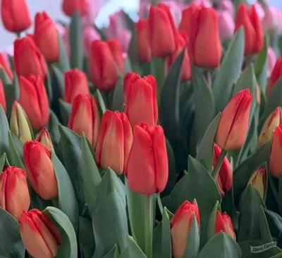 25 Королевских тюльпанов сорта Лалибела на 8 марта - купить с доставкой в  Иркутске