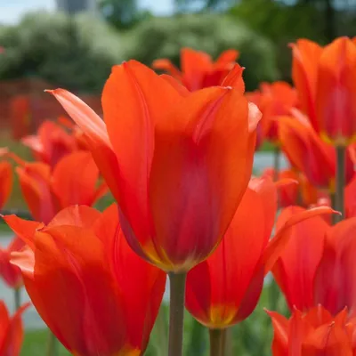 Тюльпан Лалибела (дарвиновы гибриды) (Tulip Lalibella) - описание сорта,  фото, саженцы, посадка, особенности ухода. Дачная энциклопедия.