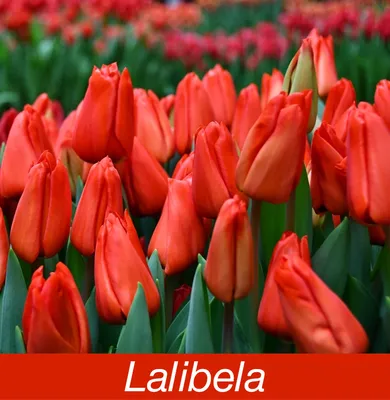 ꕤ Тюльпан Lalibela • купить Тюльпан Lalibela по цене от 17.99 грн. в Украине