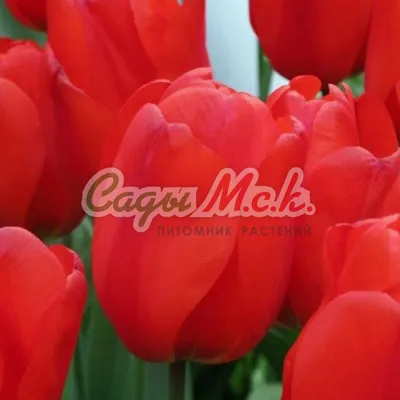 Купить тюльпаны Лалибела (Lalibela) оптом к 8 марта