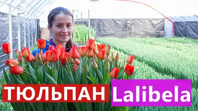 Вирощування тюльпанів. Тюльпан Лалібела. Tulips Lalibella / Выращивание  тюльпанов - YouTube