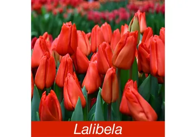 Тюльпан Lalibela (Лалибела) алый | Цветы нск