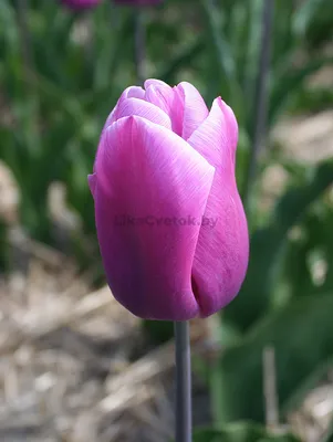 Тюльпан сорт Лалибелла 12+ - Питомник роз