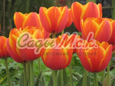 Tulip Carola авторское фото BUFL.RU | Тюльпаны, Красивые цветы, Цветы