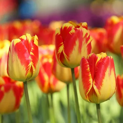 Характеристики модели Тюльпаны луковицы 10штук — Луковичные растения —  Яндекс Маркет