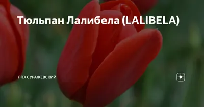 Луковицы Тюльпан Лалибела - купить по низкой цене с доставкой