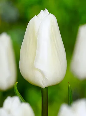 Лалибела тюльпан - 59 фото