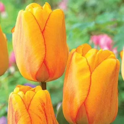 Тюльпаны, сорт Трипл А (Triple A) купить в Минске к 8 марта