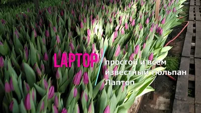 Тюльпан Laptop (Лаптоп) 🌷 - YouTube