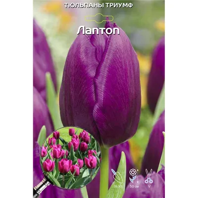 Tulip Laptop авторское фото BUFL.RU