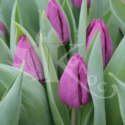 Laptop pink hi-res stock photography and images - Alamy