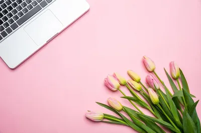 Pink Triumph Tulips Tulipa Laptop Bloom Stock Photo 2148897049 |  Shutterstock