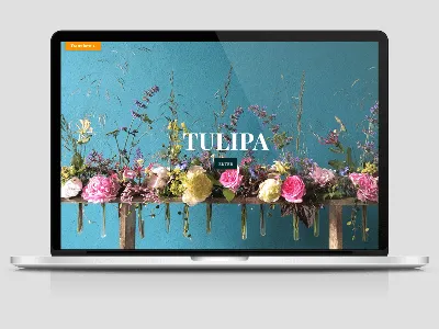 Buy triumph tulip bulbs Tulipa Laptop (PBR): £6.99 Delivery by Crocus