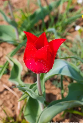 File:Tulipa suaveolens.jpg - Wikipedia