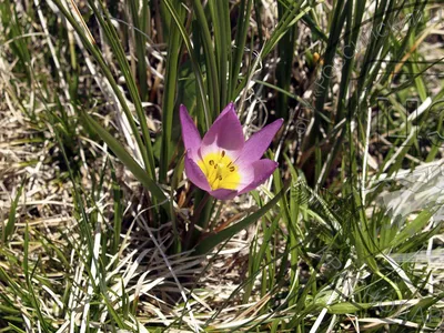 Тюльпан Липского Tulipa lipskyi | Красная книга России.