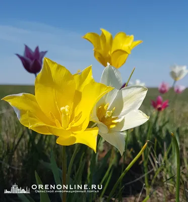 Тюльпан Липского - Редкие и исчезающие растения Кубани