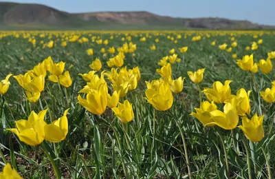 ТЮЛЬПАН ШРЕНКА (Tulipa suaveolens Roth)