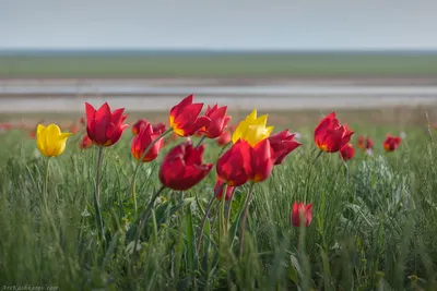 Тюльпан липского фото фотографии