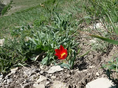 096 Тюльпан Геснера (Шренка) - Tulipa gesneriana L. (T. schrenkii Regel).jpg