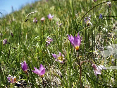 Tulipa Schrenkii Или Tulipa Suaveolens Тюльпан Шренка Представляет Собой  Луковичный Травянистый Многолетник Видов Тюльпанов Семейства Лилейные —  стоковые фотографии и другие картинки Апрель - iStock