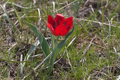 098 Тюльпан Геснера (Шренка) - Tulipa gesneriana L. (T. schrenkii Regel).jpg