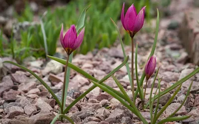 Тюльпан Шренка | Flowers, Plants, Red flowers